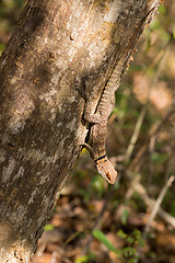 Image showing collared iguanid lizard, madagascar