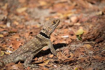 Image showing collared iguanid lizard, madagascar