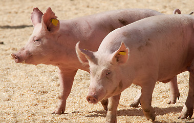 Image showing Pigs