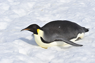 Image showing Emperor Penguin on the snow