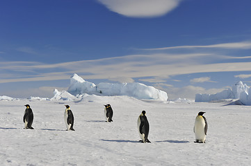 Image showing Emperor Penguin on the snow