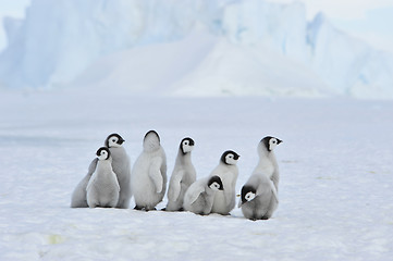 Image showing Emperor Penguin chicks in Antarctica