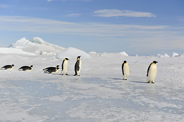 Image showing Emperor Penguin on the snow