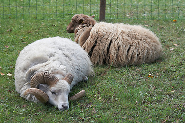 Image showing the wether and sheep