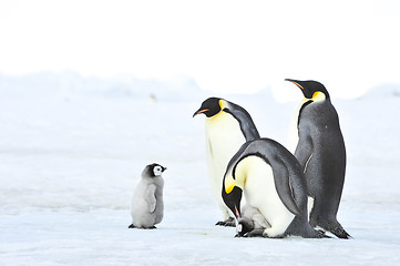 Image showing Emperor Penguins with chick