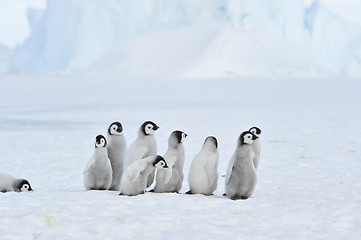 Image showing Emperor Penguin chicks in Antarctica