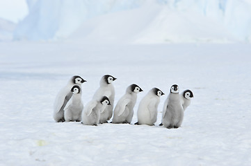 Image showing Emperor Penguin chicks in Antarctica