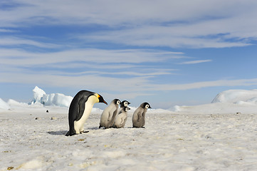 Image showing Emperor Penguins with chick