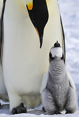 Image showing Emperor Penguin with chick