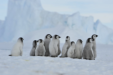 Image showing Emperor Penguin chicks in Antarctica