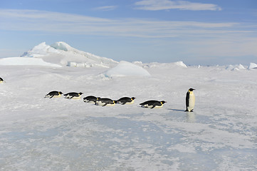 Image showing Emperor Penguin on the snow