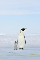 Image showing Emperor Penguin with chick