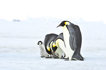 Image showing Emperor Penguins with chick