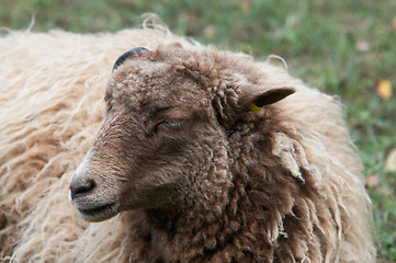 Image showing Sheep portrait