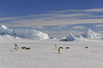 Image showing Emperor Penguin on the snow