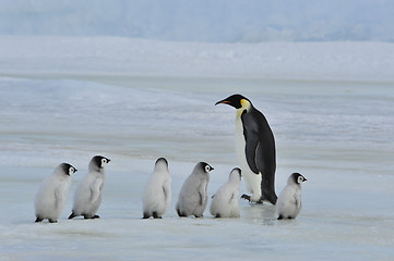 Image showing Emperor Penguins with chick