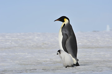 Image showing Emperor Penguin with chick