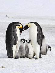 Image showing Emperor Penguins with chicks