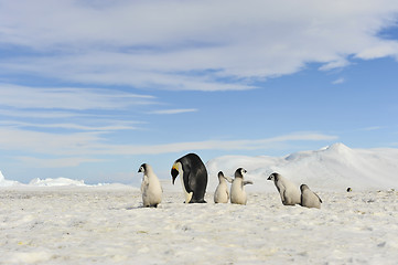 Image showing Emperor Penguins with chicks