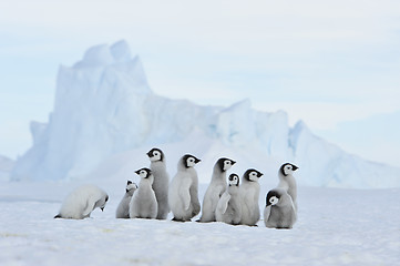 Image showing Emperor Penguin chicks in Antarctica