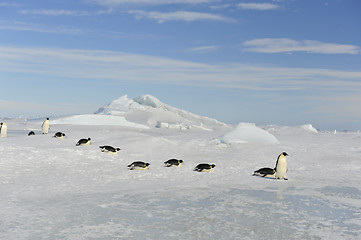 Image showing Emperor Penguin on the snow