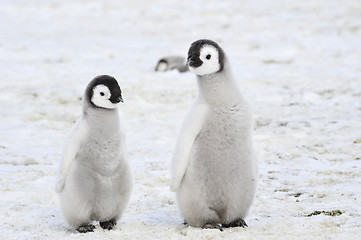 Image showing Emperor Penguin chicks in Antarctica