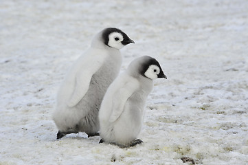 Image showing Emperor Penguin chicks in Antarctica