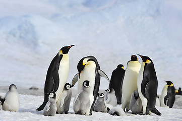 Image showing Emperor Penguins with chick