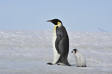 Image showing Emperor Penguin with chick