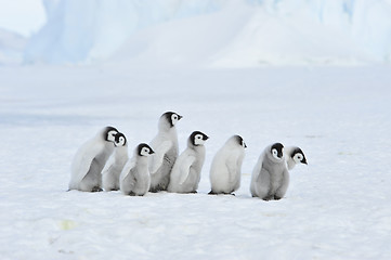 Image showing Emperor Penguin chicks in Antarctica