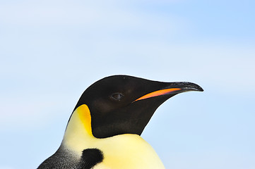 Image showing Emperor Penguin close up