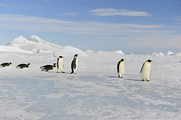 Image showing Emperor Penguin on the snow