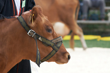 Image showing cow portrait