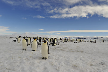 Image showing Emperor Penguins on the ice