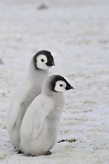 Image showing Emperor Penguin chicks in Antarctica