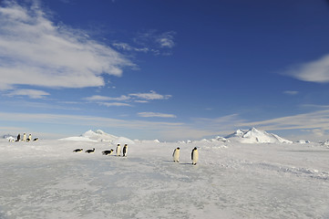 Image showing Beautiful view of icebergs Snow Hill Antarctica