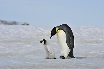 Image showing Emperor Penguins with chick