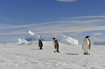 Image showing Emperor Penguin on the snow