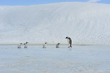 Image showing Emperor Penguins with chick