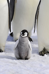 Image showing Emperor Penguins with chick