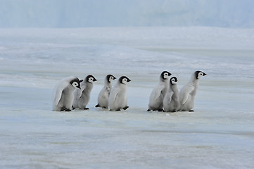 Image showing Emperor Penguin chicks in Antarctica