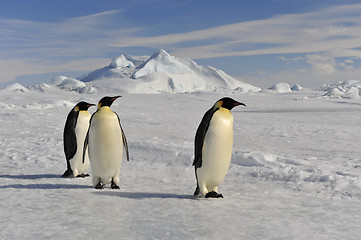 Image showing Emperor Penguin on the snow