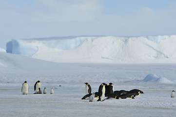 Image showing Emperor Penguins with chick