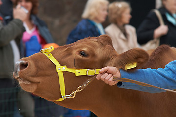 Image showing cow portrait