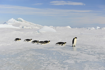 Image showing Emperor Penguin on the snow