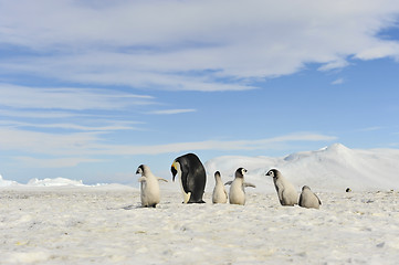 Image showing Emperor Penguins with chicks