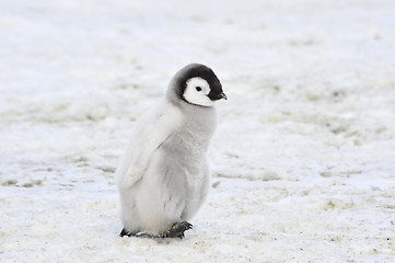 Image showing Emperor Penguin with chick