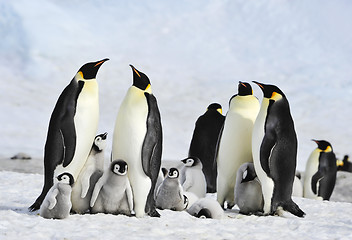 Image showing Emperor Penguins with chick