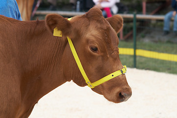 Image showing cow portrait