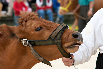 Image showing cow portrait